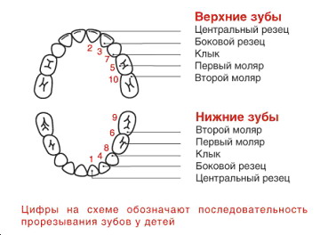 Количество зубов